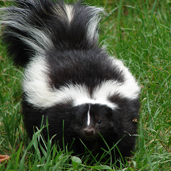 Skunk Removal Virginia Odor Free Skunk Trapping