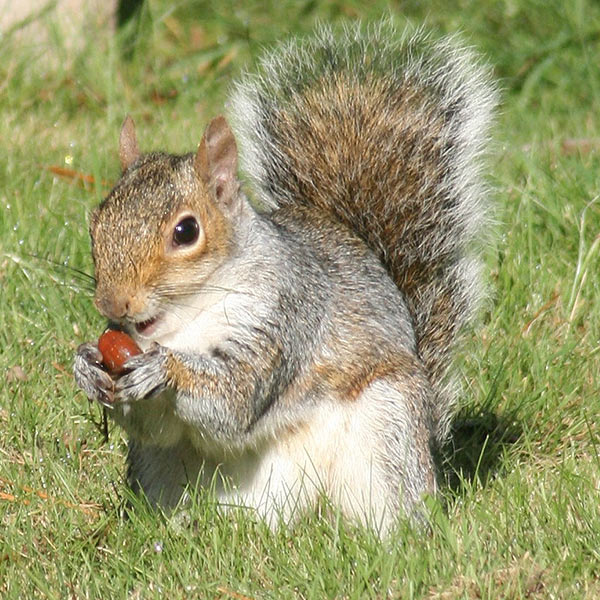 Squirrel Removal, Squirrels in Attic, Damage Repair, Alexandria VA