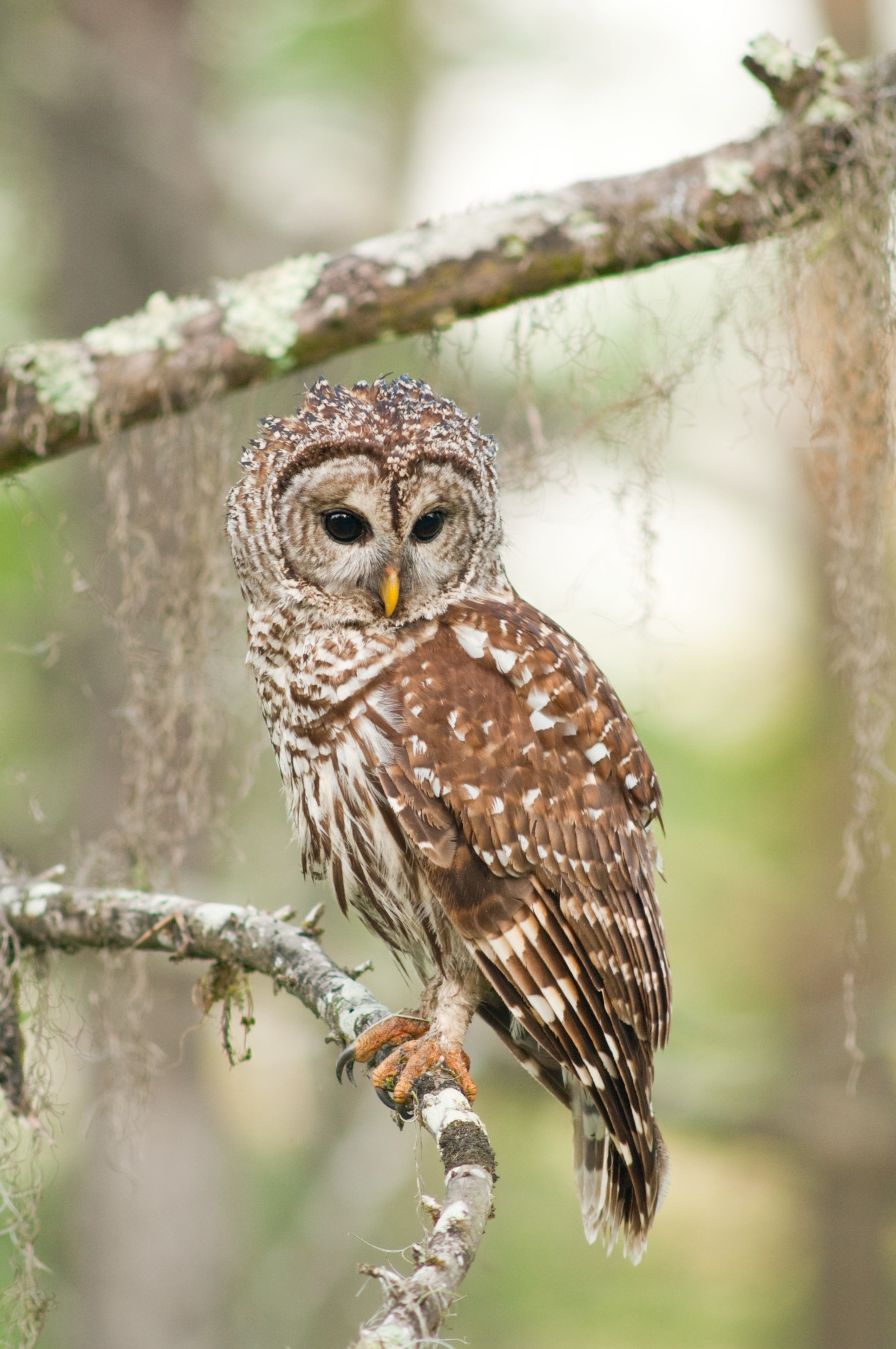 Mississippi Museum of Natural Science Mississippi Sideboard