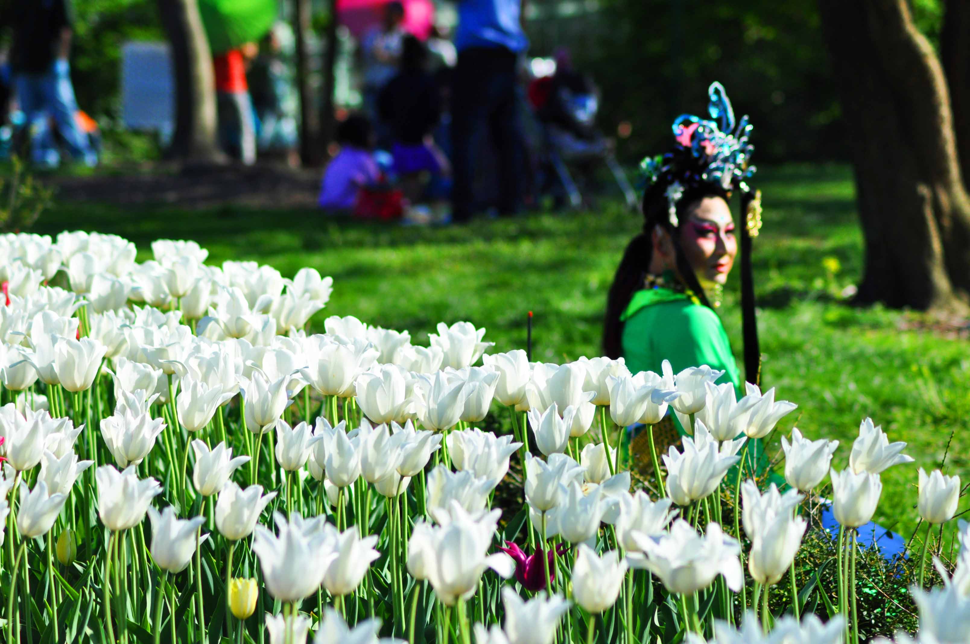 cherry blossom festival brooklyn botanical garden 2023 Sakura Matsuri Cherry Blossom Festival Brooklyn Botanical Garden