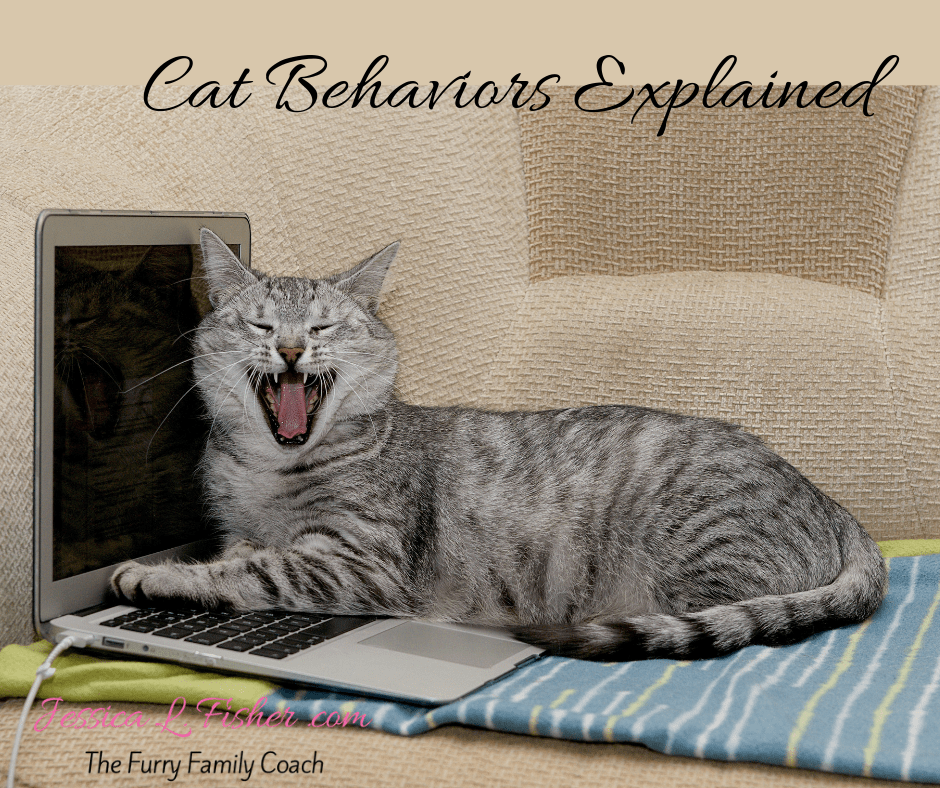 Cat Behavior Jessica L. Fisher