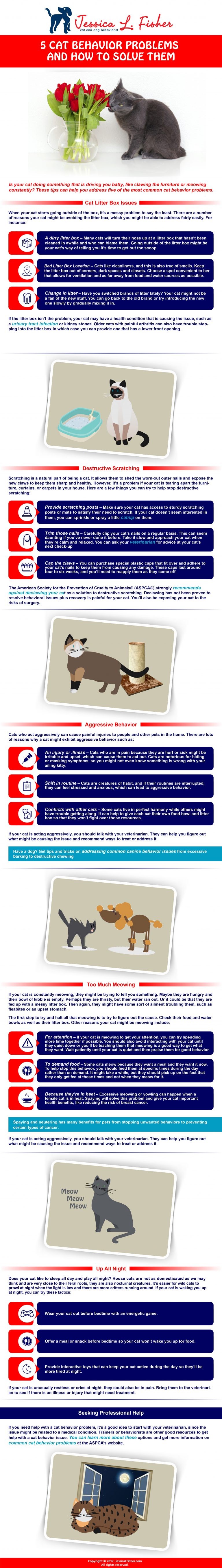 Common Cat Behavior Problems Causes and Solutions