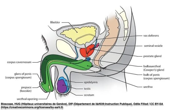 Urinary Incontinence Pelvic Floor Physical Therapy Specialists