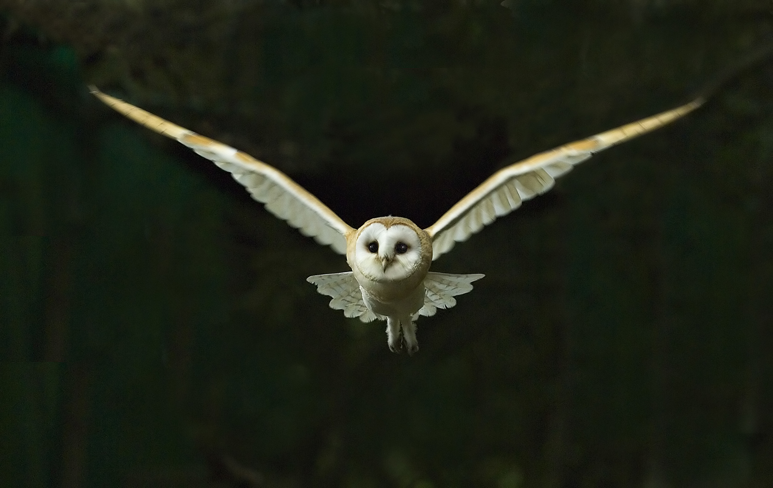 Barn Owl Tyto alba flying at night North Norfolk November Jessica