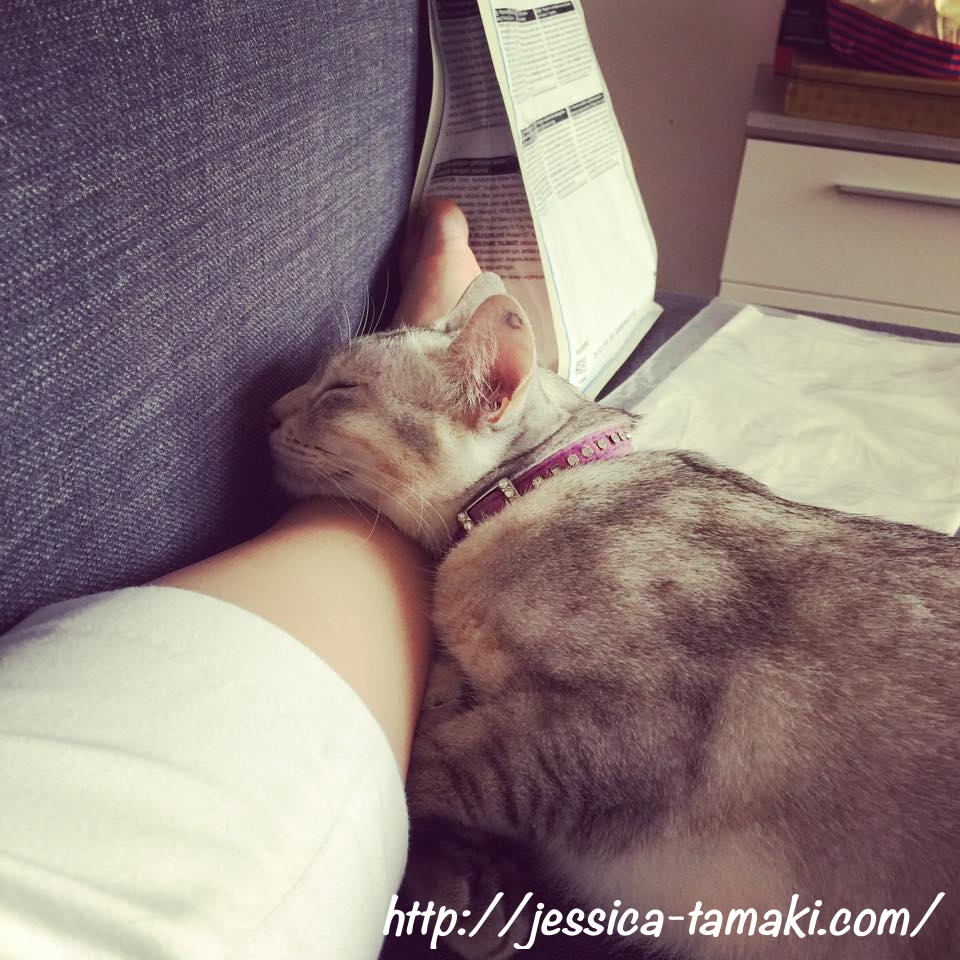 Adopted a cat has changed my life Jessica Tamaki