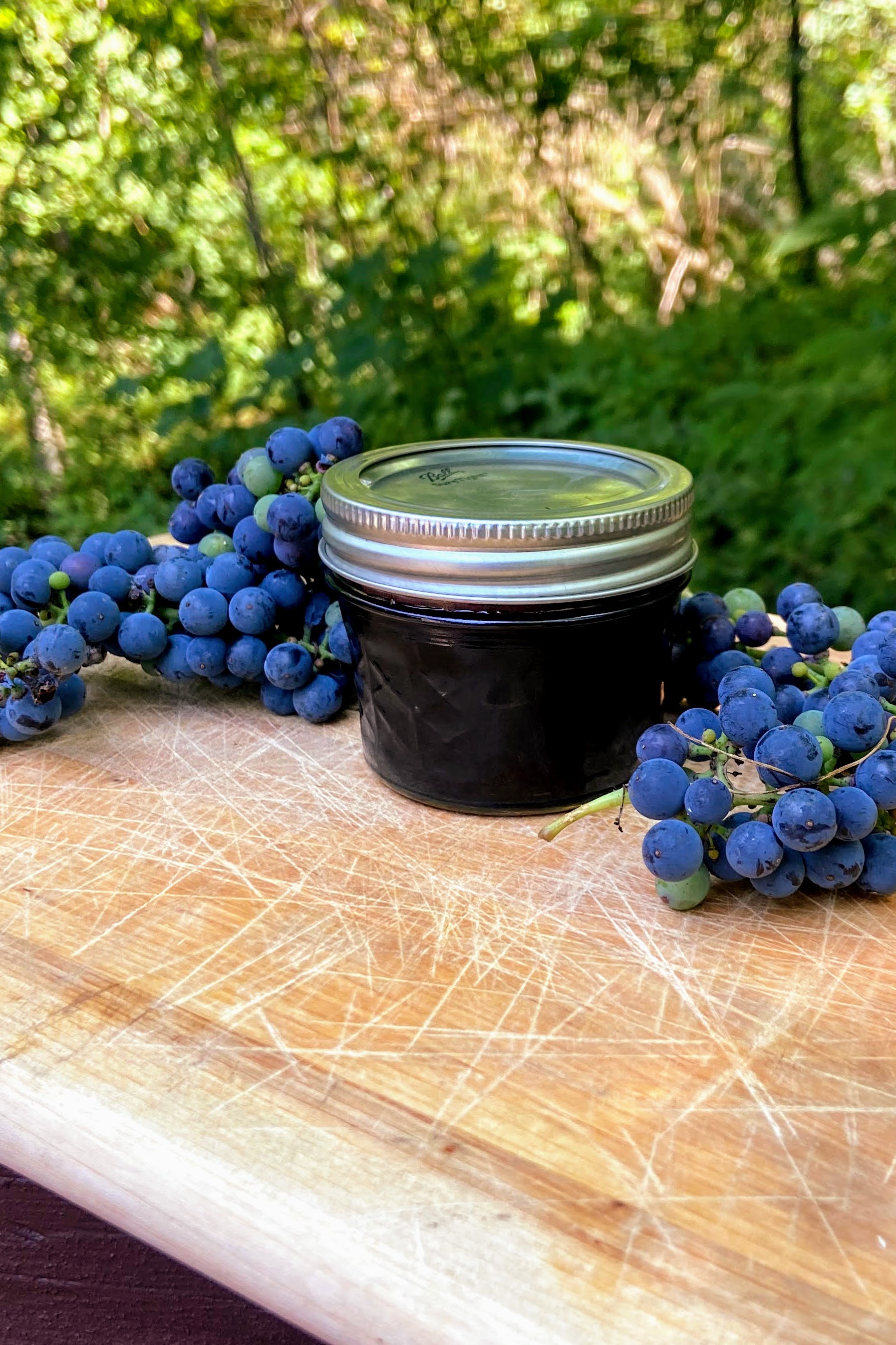 Wild Grape Jelly · Jess in the Kitchen