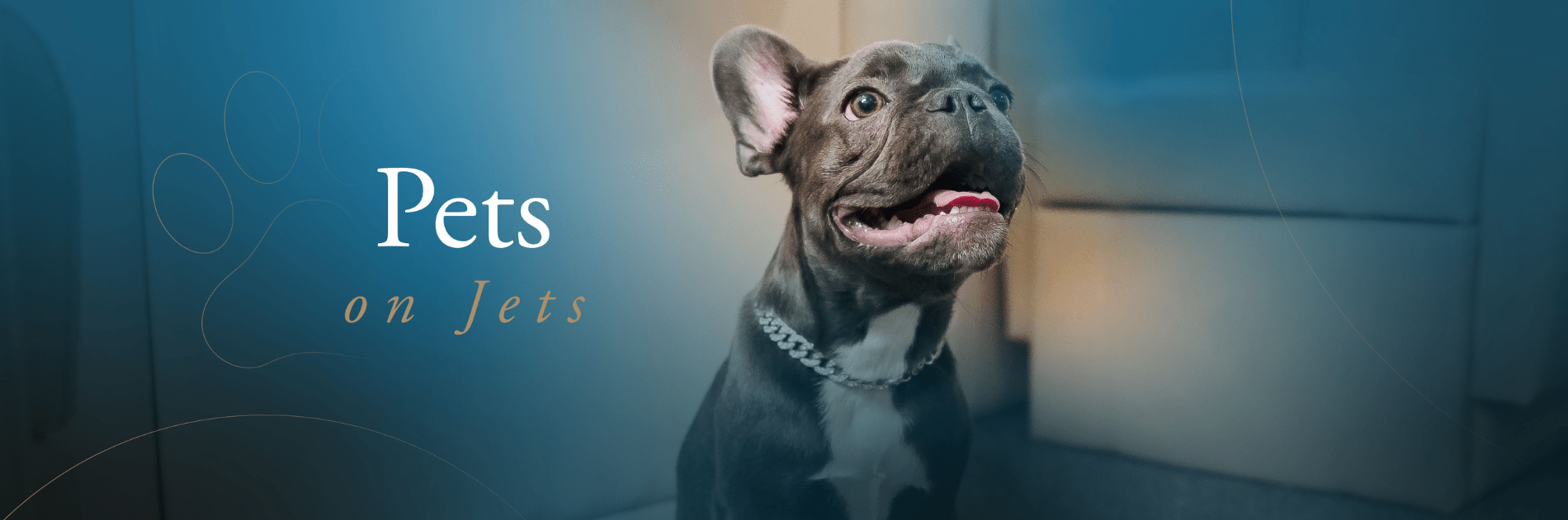 Pets on Jets Pets Travel by Private Jet Travelling with Pets