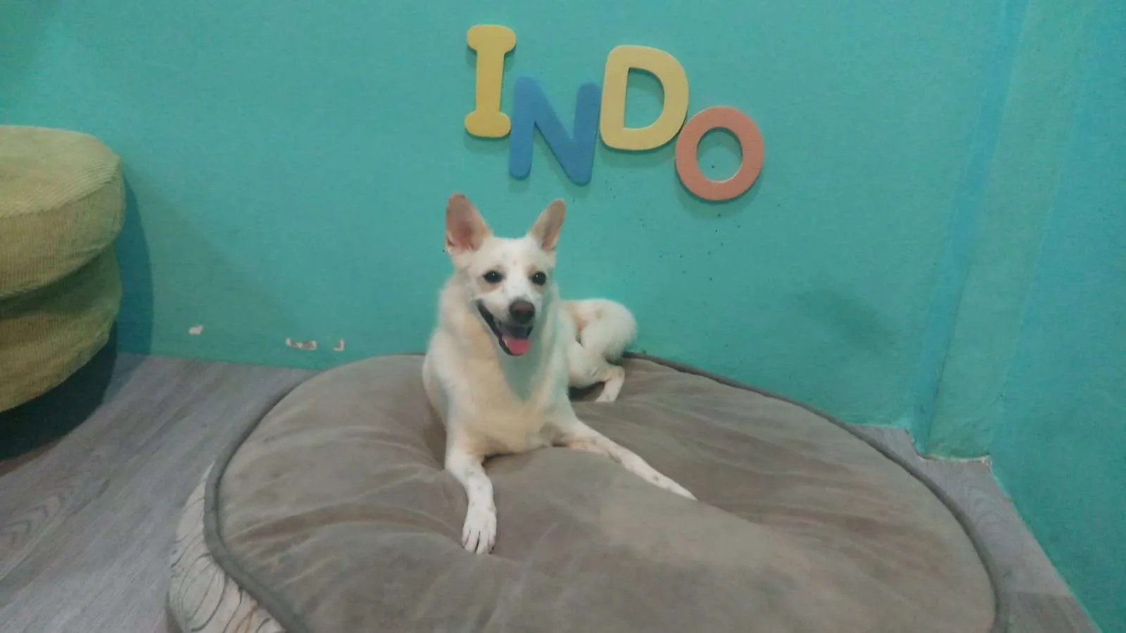 Brunei Boarding Jetfast Pet Express