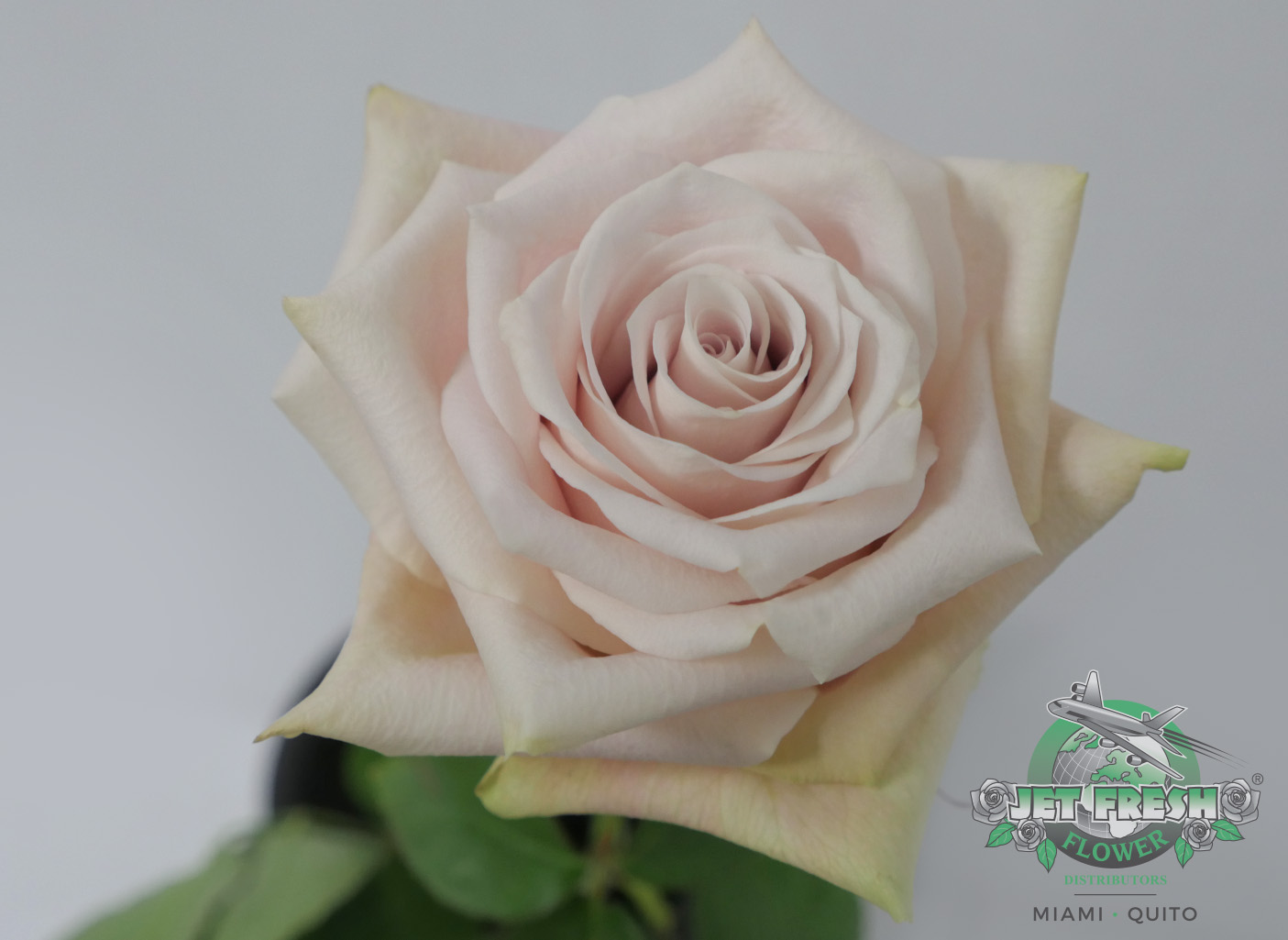 JF_Conectiflor_Roses_Sandy_C Jet Fresh Flower Distributors