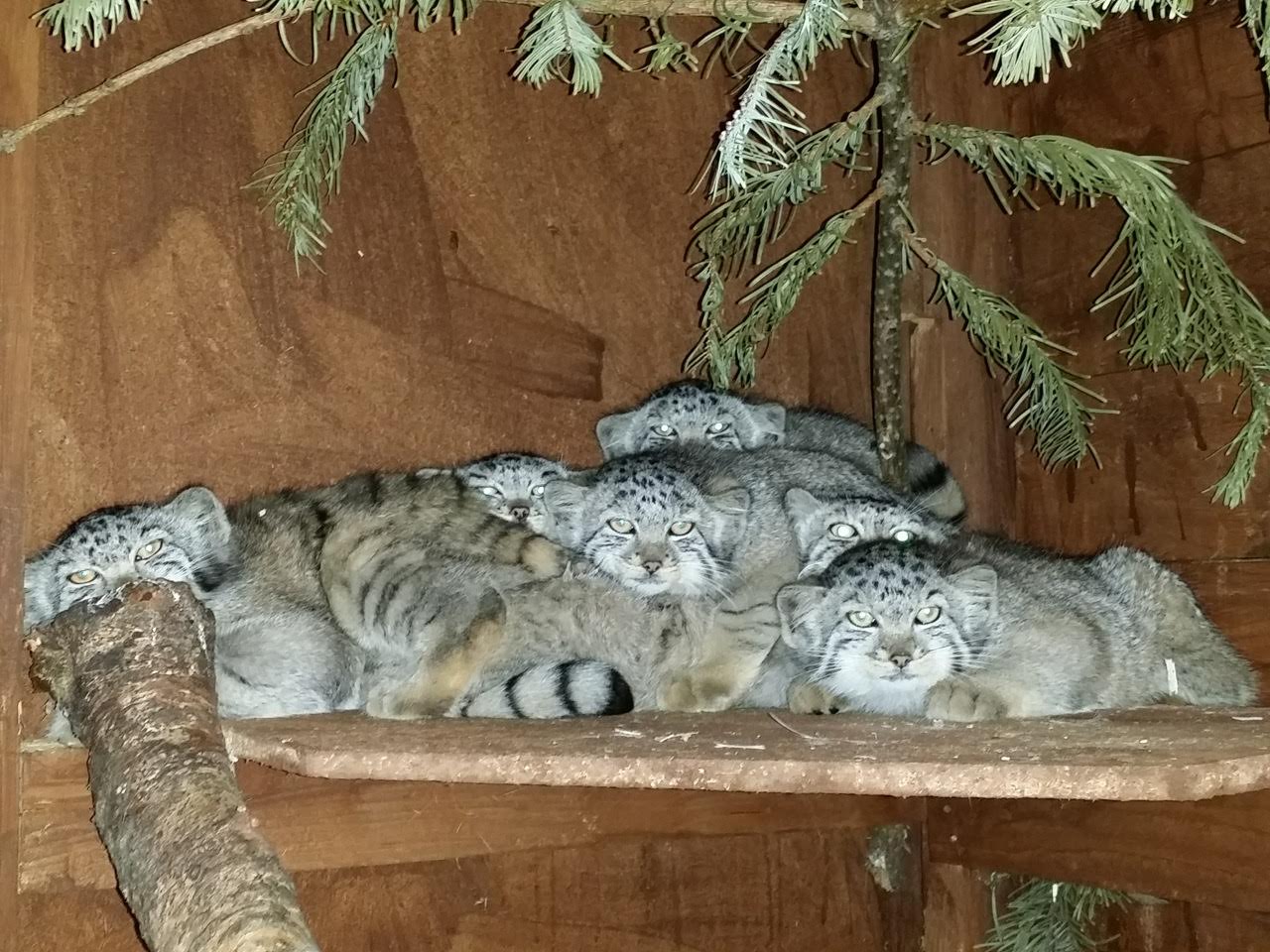Pallas Cat Kittens! Jethro Tull