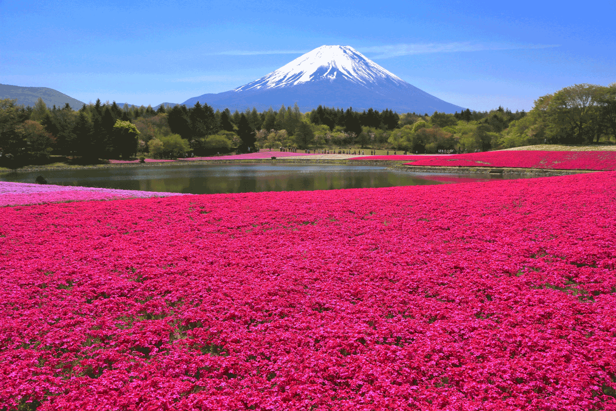 Los campos de flores más espectaculares Jet News