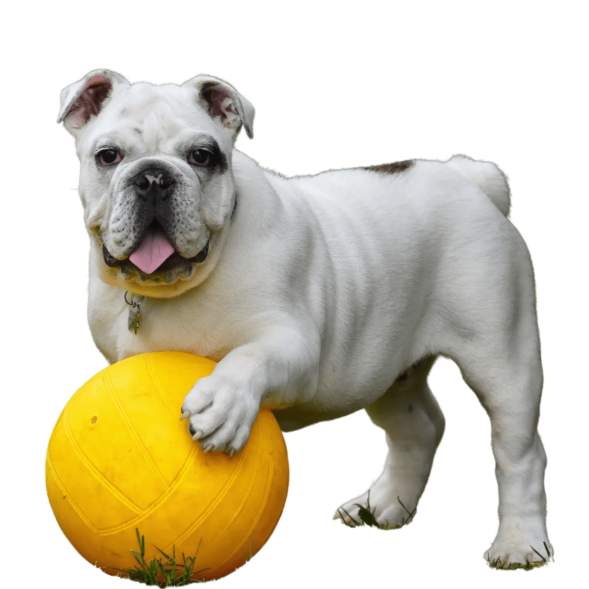 Embargo Why it’s Important International Pet Travel Jet Pets