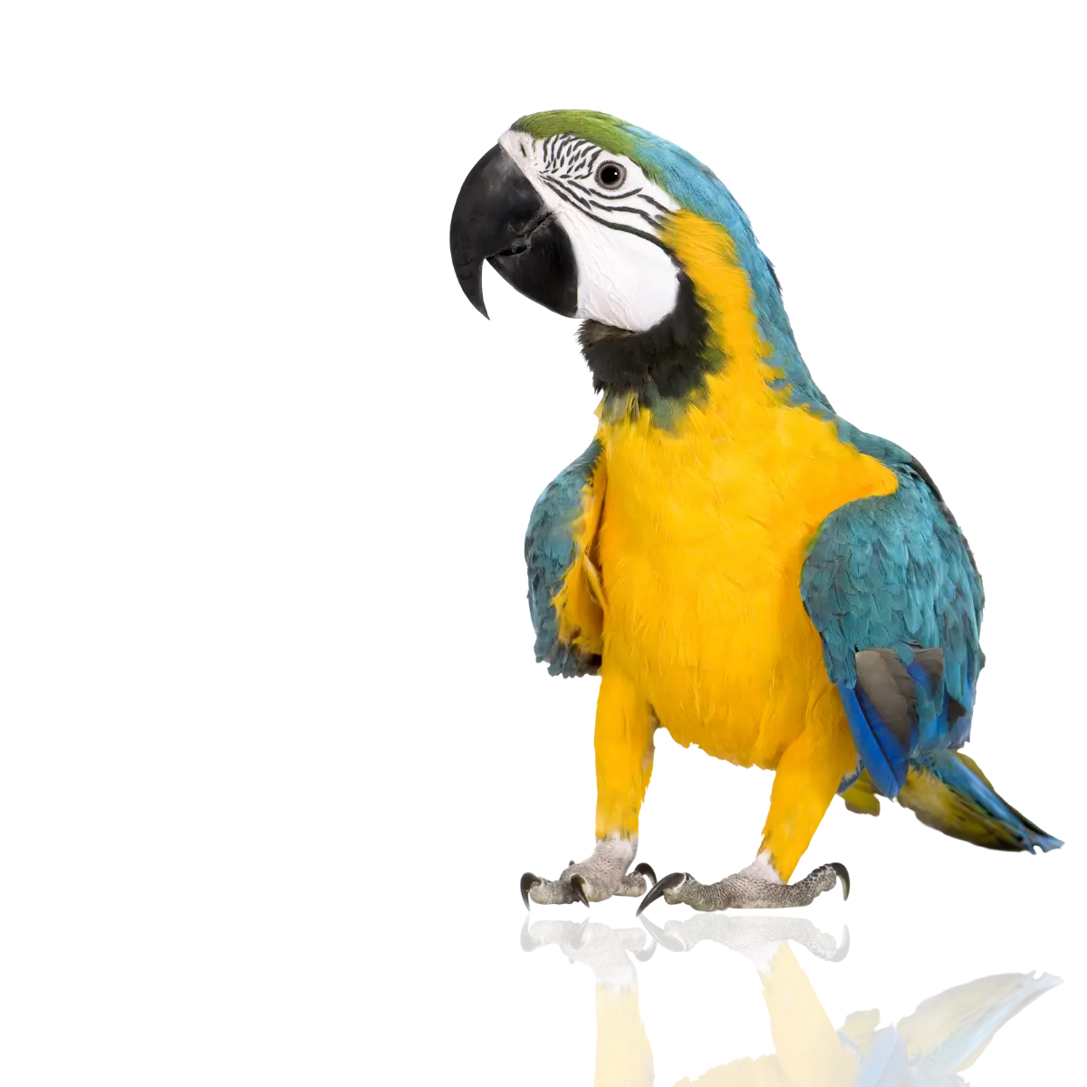 International pet travel Keeping families together