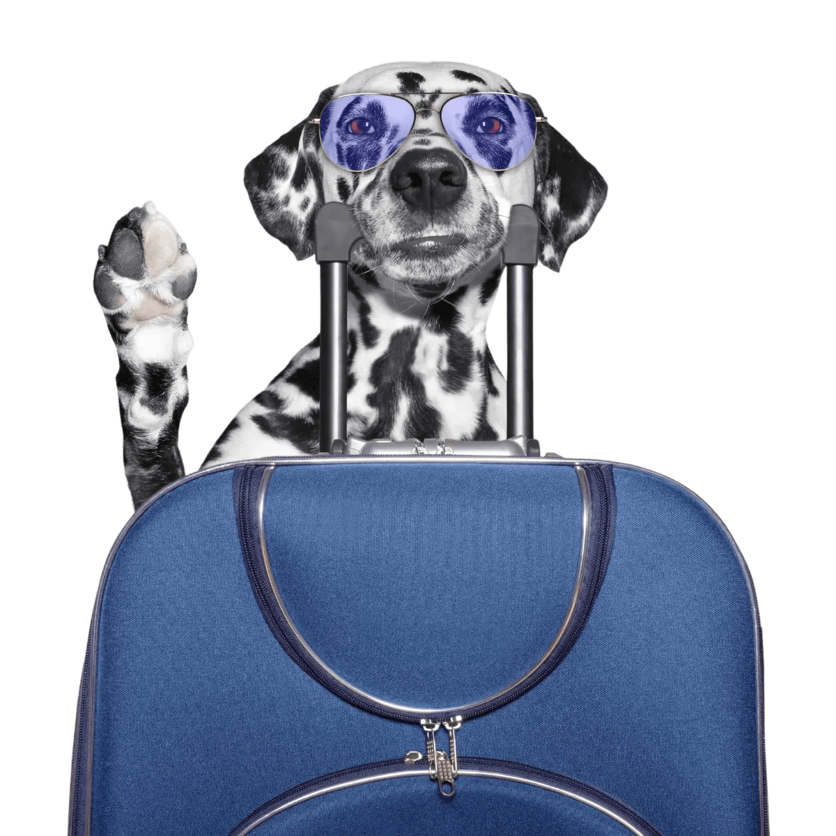 Transit Why it’s Important International Pet Travel Jet Pets