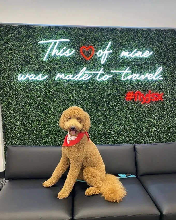 Flying With A Large Dog 12 Airlines That Allow Big Dogs In Cabin Jet