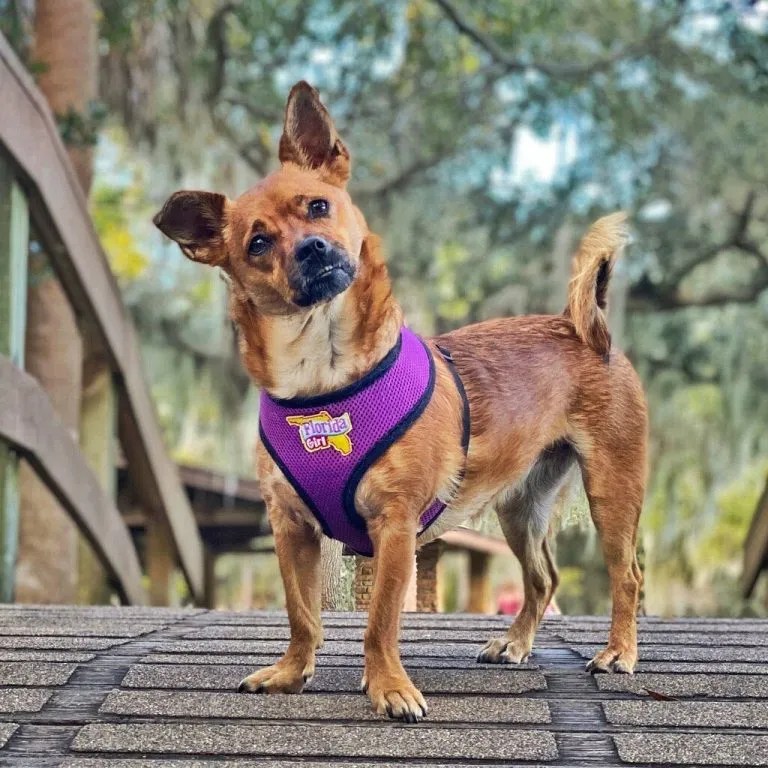 About Jet Set Pets Jet Set Pets