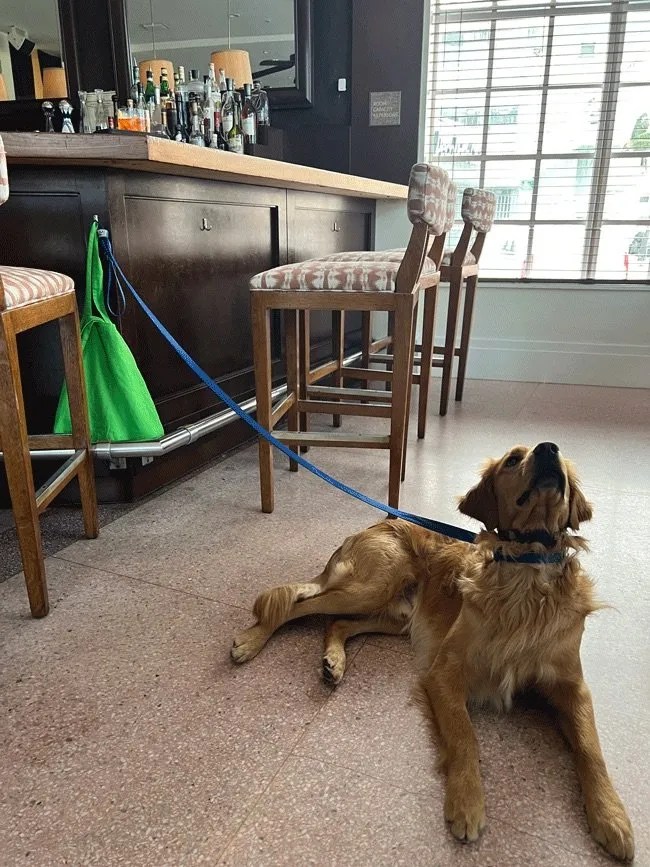 Best Pet Friendly Hotels The Betsy Hotel Miami, FL