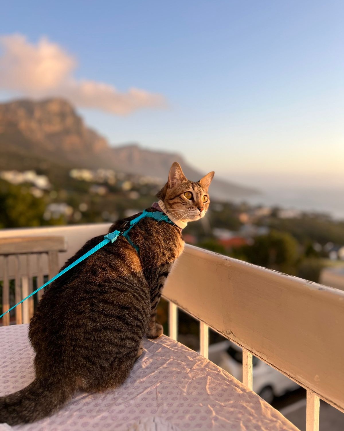 We Handle With Care JetSet Pets