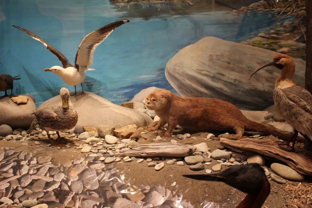The Patagonia Museum in Bariloche, Argentina Jetsetting Fools