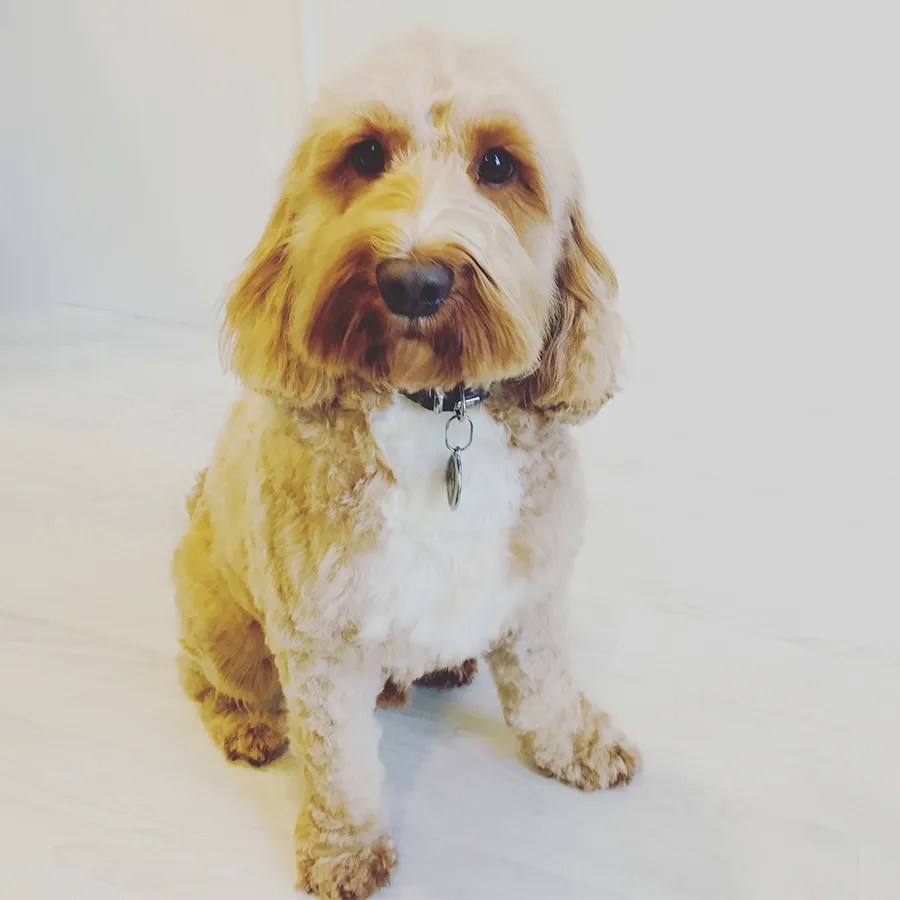 Jewels Dog Grooming Studio