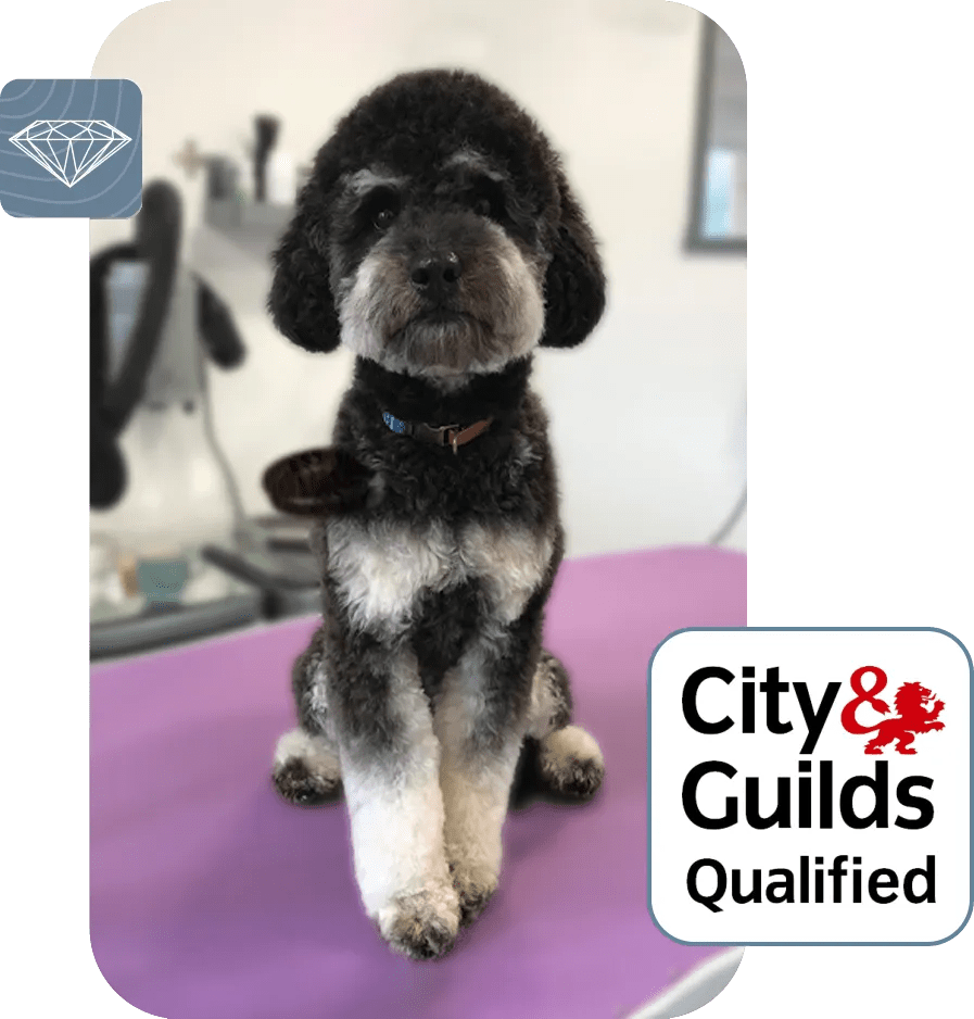 Jewels Dog Grooming Studio