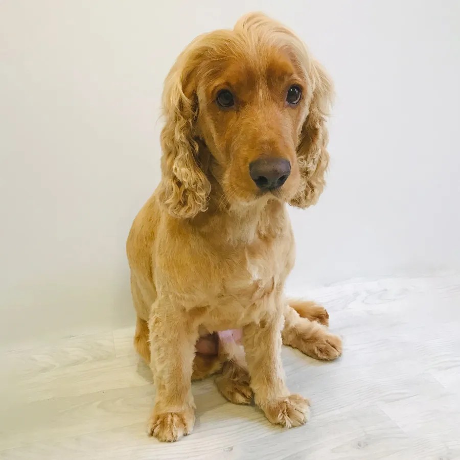 Jewels Dog Grooming Studio