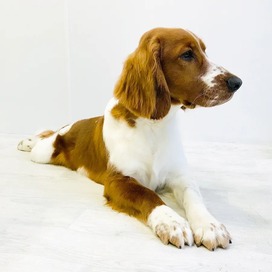 Jewels Dog Grooming Studio