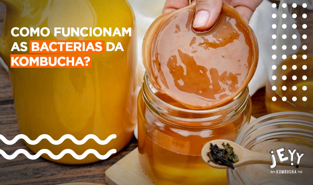 Kombucha Bactérias Como funcionam? JEYY Kombucha