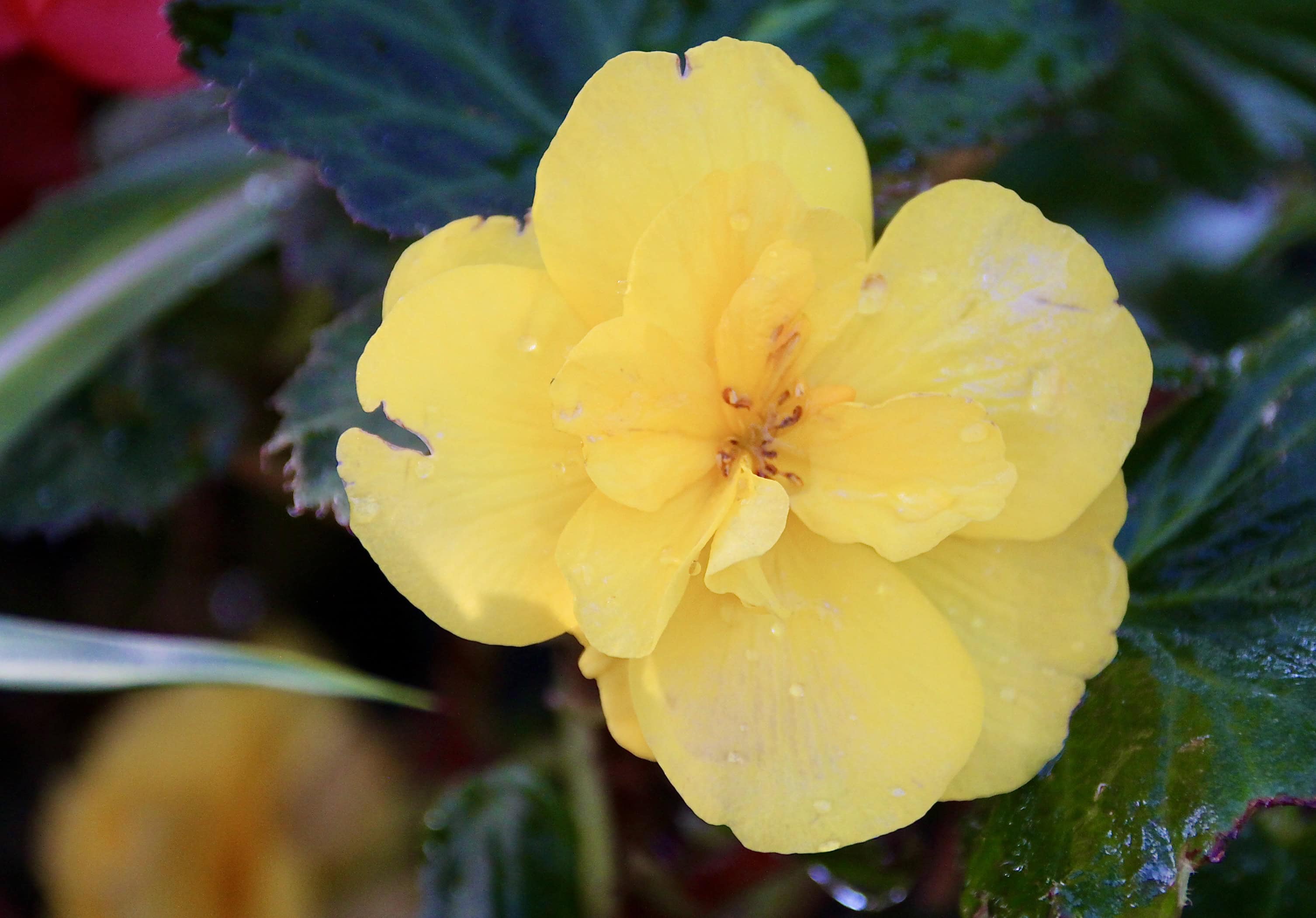 Yellow Begonia — FOTD Jan 26 Photos by Jez
