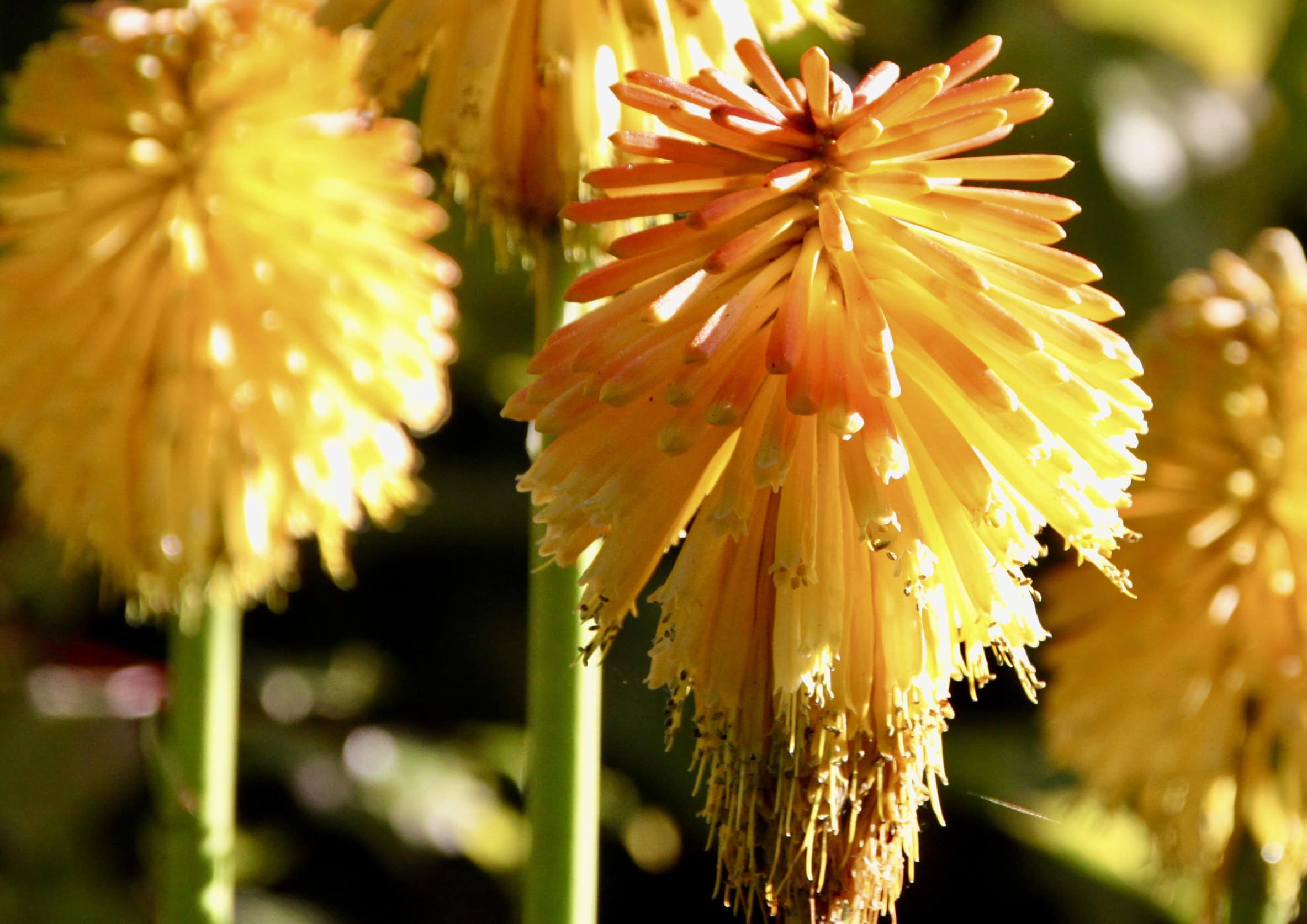 Torch Lily — Flower of the Day Jan 06 Photos by Jez