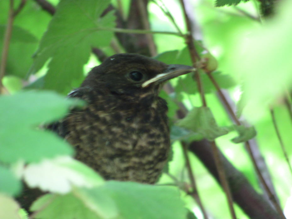 Blackbird Jane's Pet Land