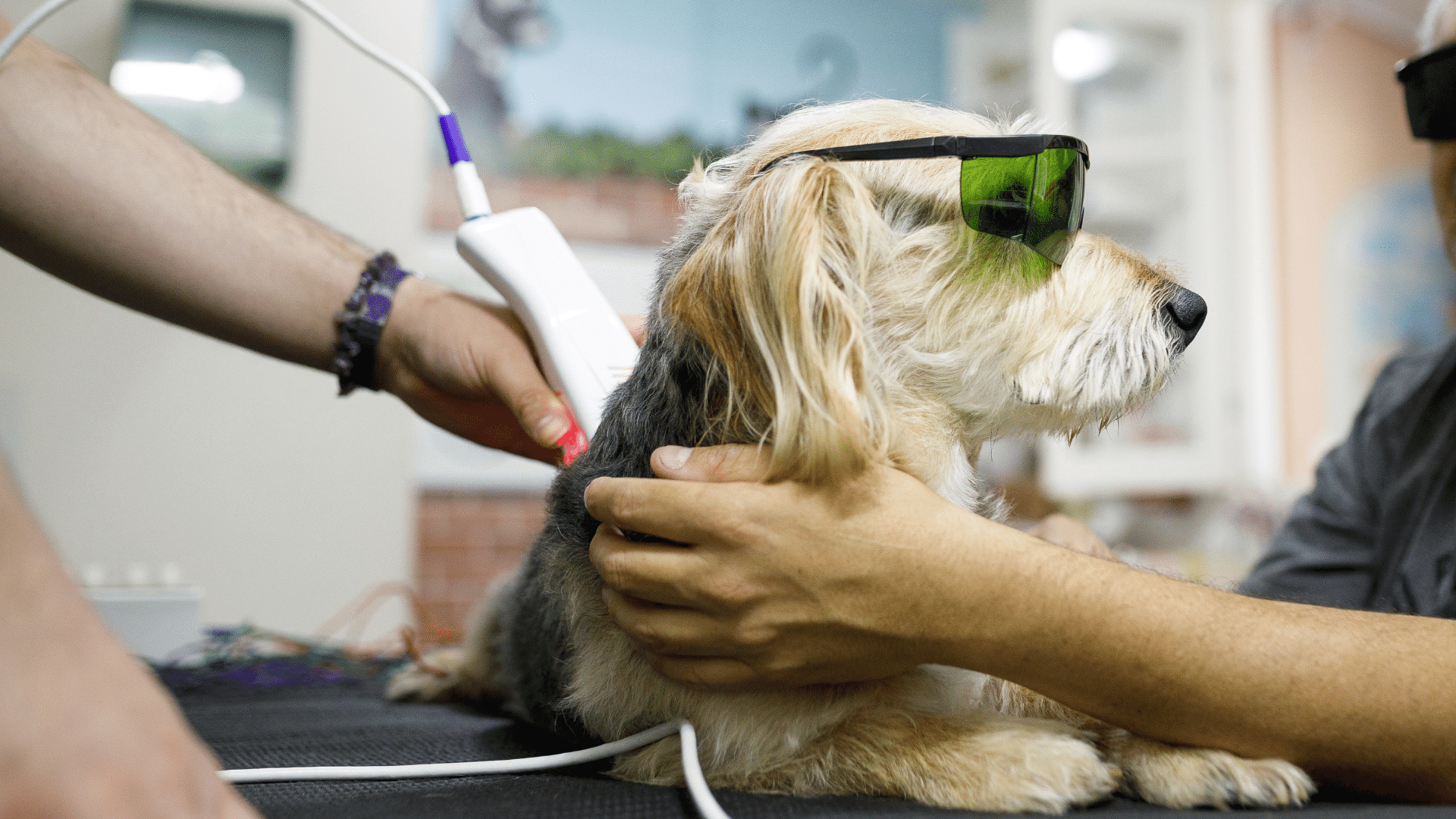 Pet Laser Therapy In Jonesboro, AR 72401 Jonesboro Family Pet Hospital