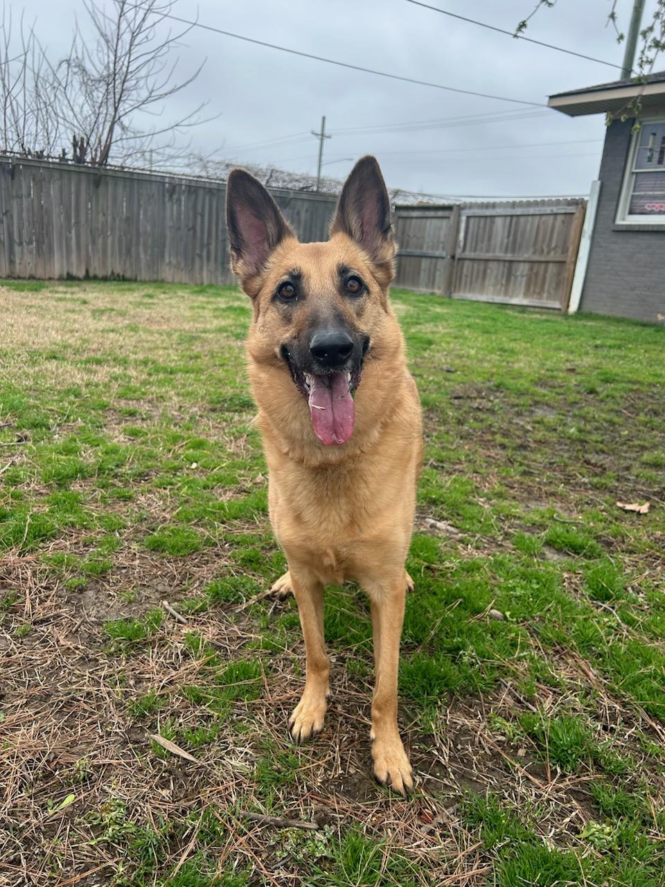 Pet Boarding In Jonesboro, AR 72401 Jonesboro Family Pet Hospital