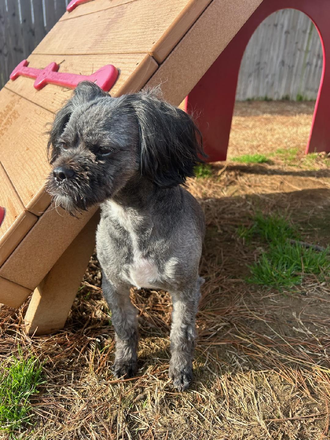 Pet Boarding In Jonesboro, AR 72401 Jonesboro Family Pet Hospital
