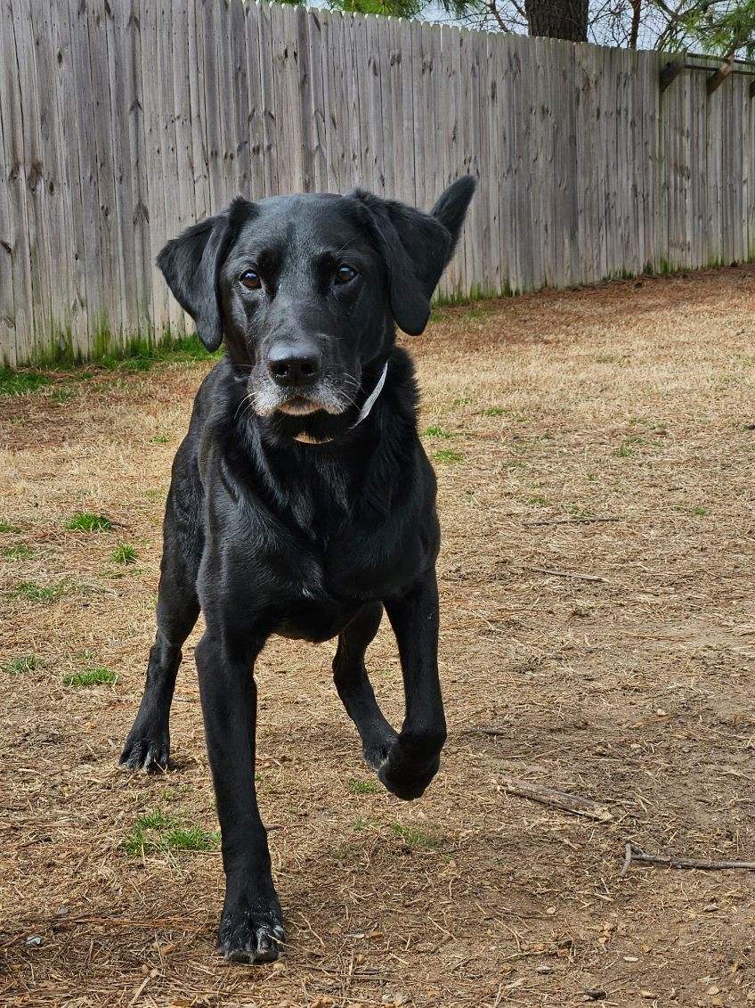 Pet Boarding In Jonesboro, AR 72401 Jonesboro Family Pet Hospital