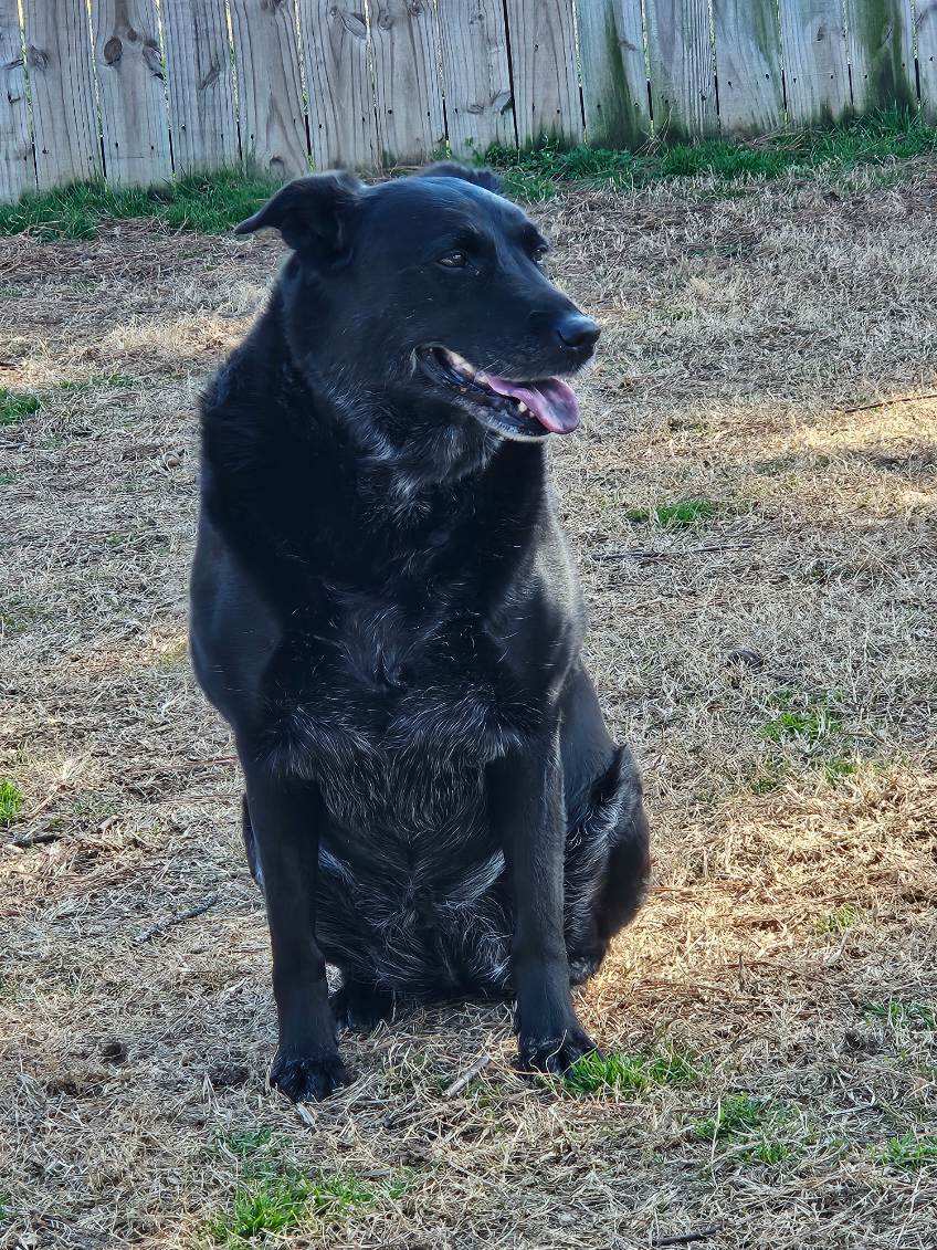 Pet Boarding In Jonesboro, AR 72401 Jonesboro Family Pet Hospital