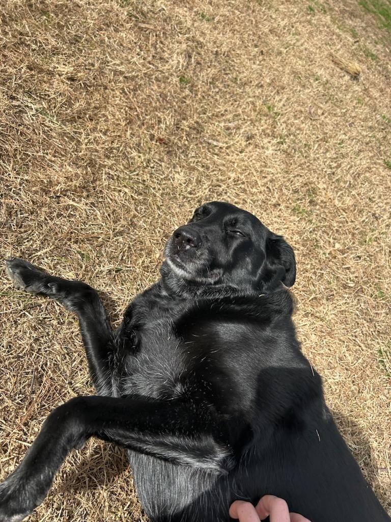 Pet Boarding In Jonesboro, AR 72401 Jonesboro Family Pet Hospital