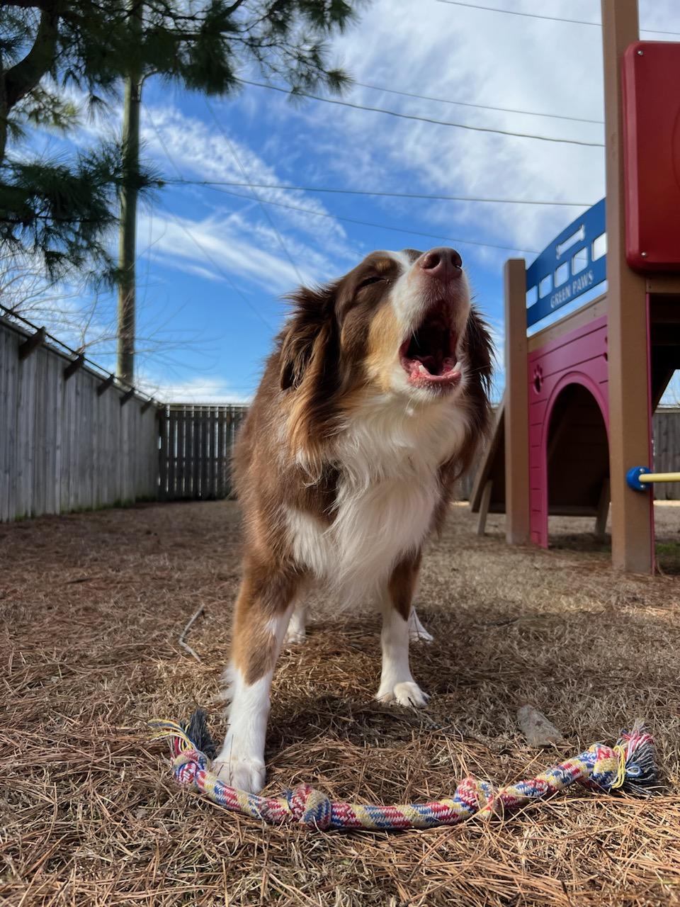 Pet Boarding In Jonesboro, AR 72401 Jonesboro Family Pet Hospital
