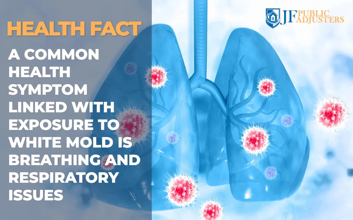 What Is White Mold and How Dangerous Is It? JF Public Adjusters