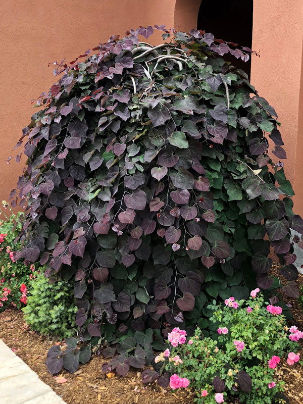 Ruby Falls Redbud J. Frank Schmidt & Son Co.