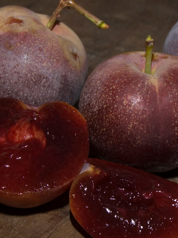 Satsuma Plum J. Frank Schmidt & Son Co.