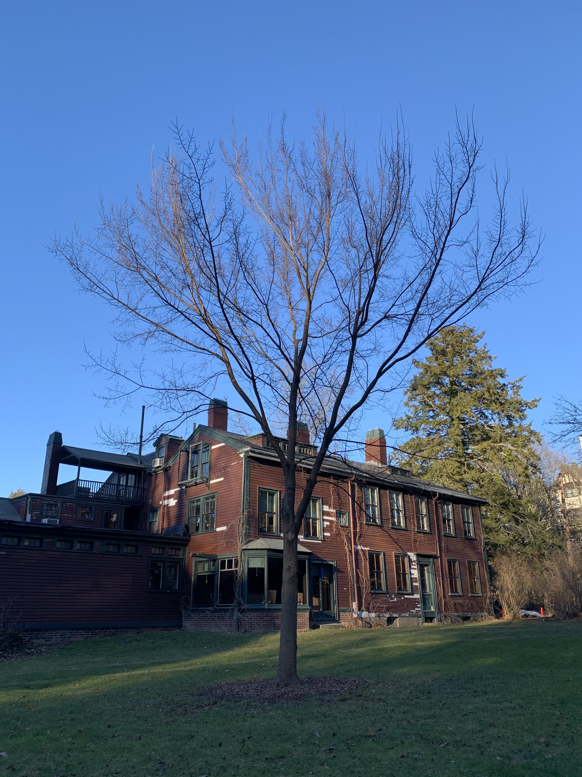 Jefferson Elm finds home at Fairsted J. Frank Schmidt & Son Co.