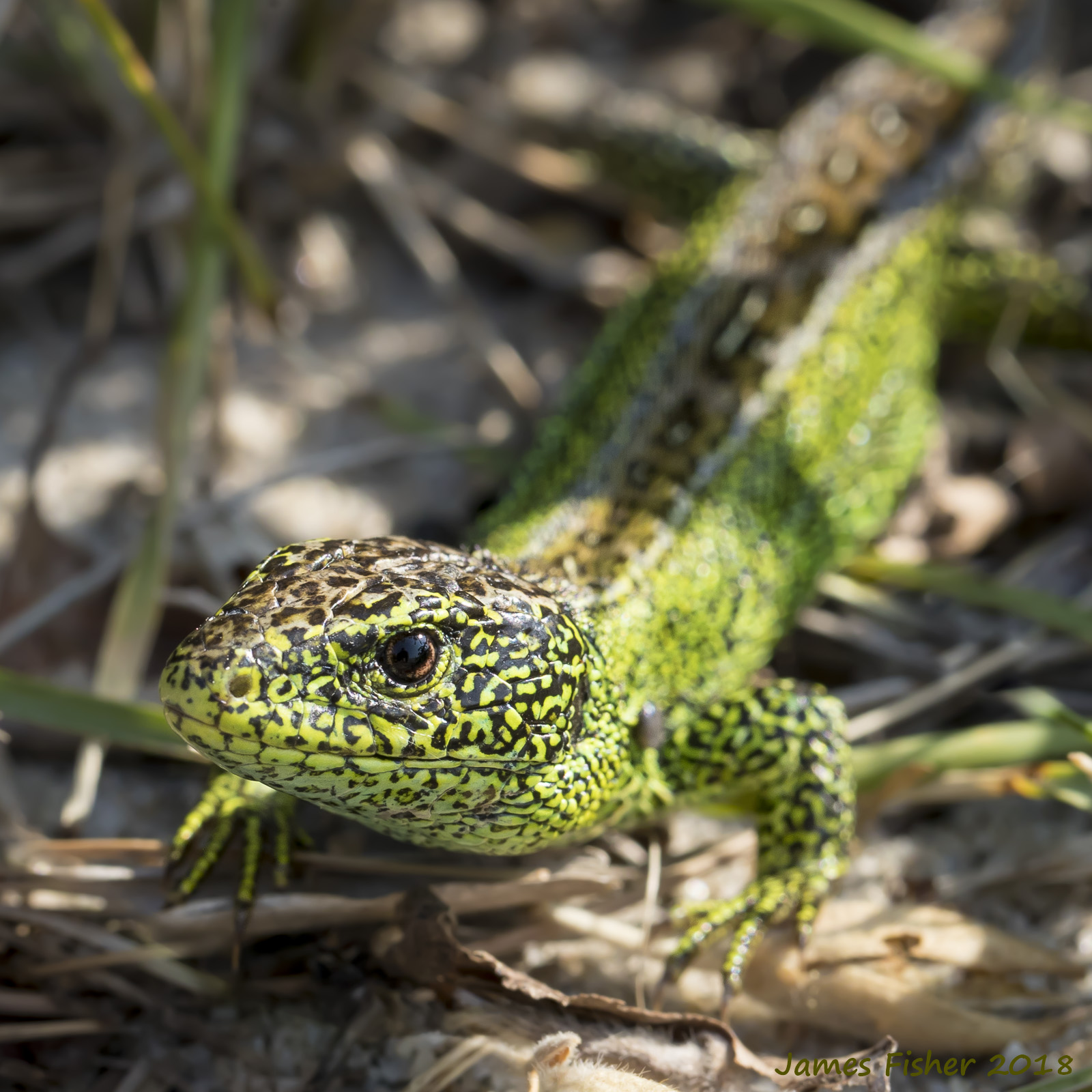 jfwildlife.co.uk Sand Lizards