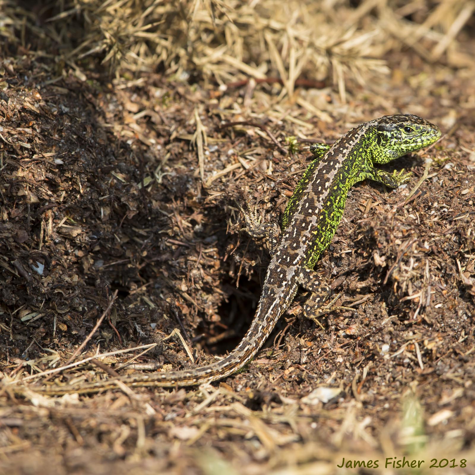 jfwildlife.co.uk Sand Lizards