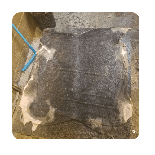 Salted Cured Raw Porcine Skins J&G