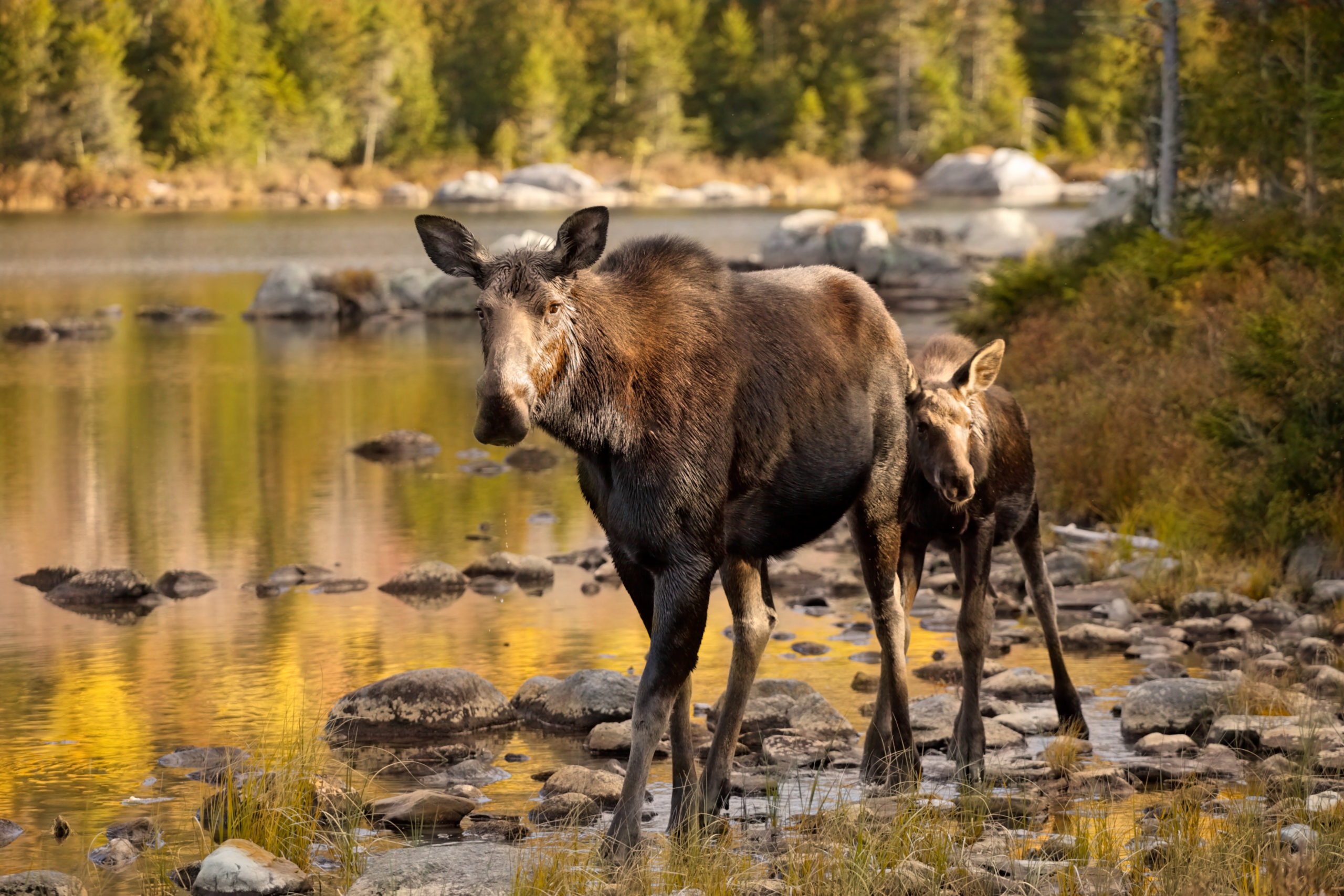 Two Moose Jackson Hole Conservation Alliance