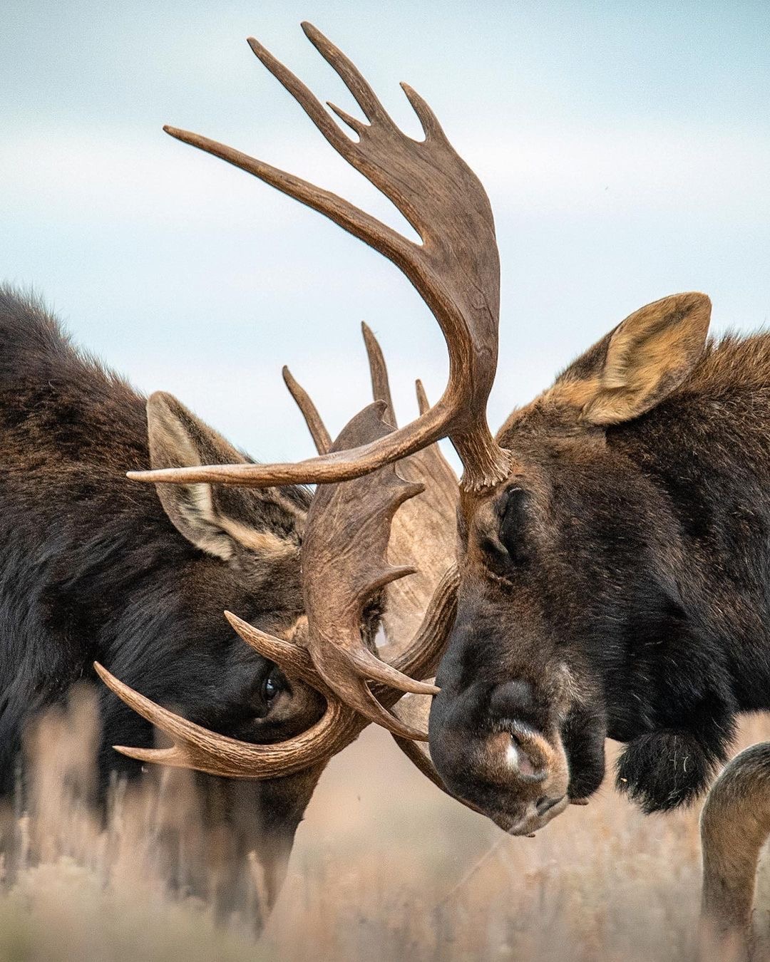 Wildlife highlight The moose rut Jackson Hole Conservation Alliance