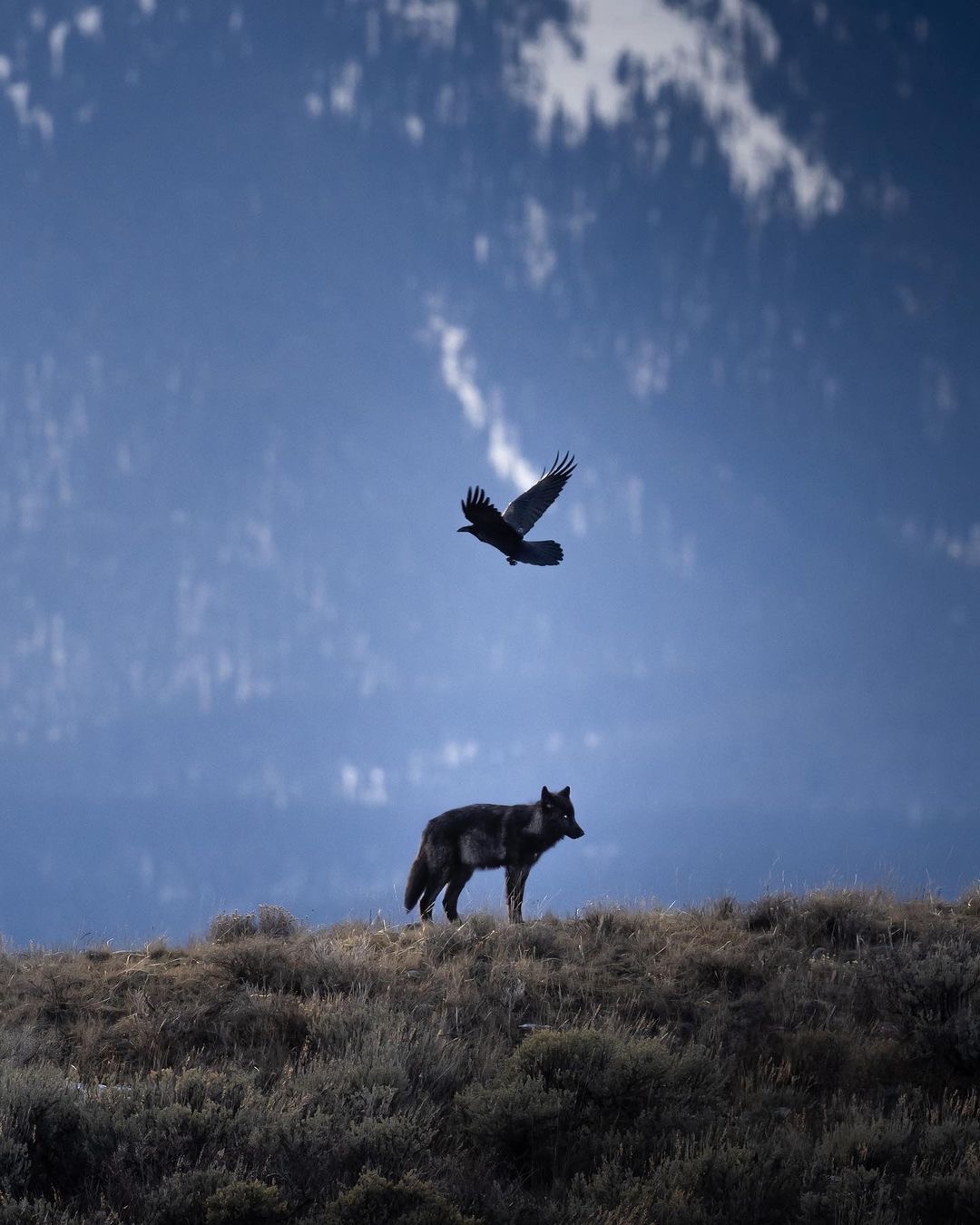 Wildlife highlight Wolves Jackson Hole Conservation Alliance