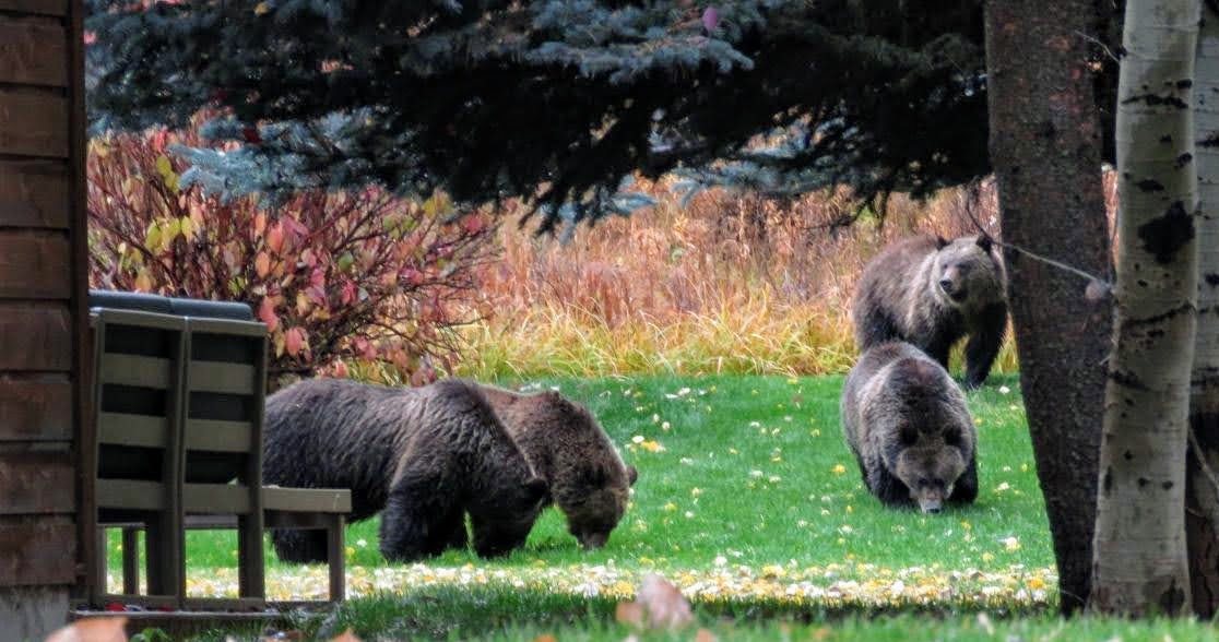 46351 Jackson Hole Conservation Alliance