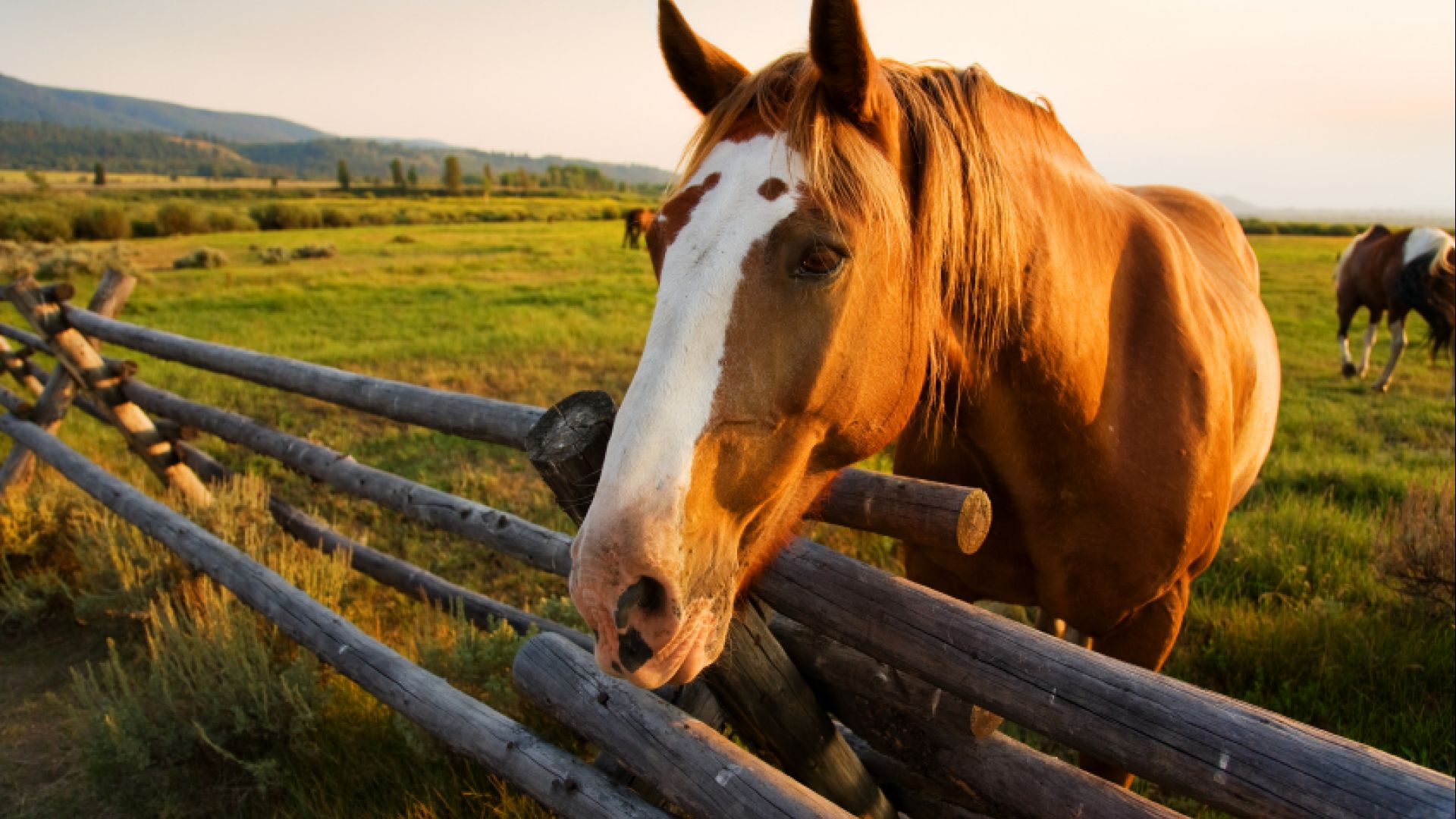 Horseback Riding Guided Tours in Jackson Hole Grand Tetons